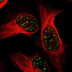 Immunofluorescent staining of human cell line U-2 OS shows localization to nuclear speckles.