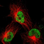 Immunofluorescent staining of human cell line U-251 MG shows localization to nucleoplasm.