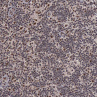 Immunohistochemical staining of human lymph node shows strong nuclear positivity in non-germinal center cells.