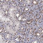 Immunohistochemical staining of human kidney shows strong nuclear positivity in cells in tubules.