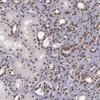 Immunohistochemical staining of human kidney shows strong nuclear positivity in cells in tubules.