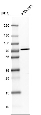 Anti-TRMT2A Antibody