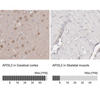 Anti-APOL2 Antibody