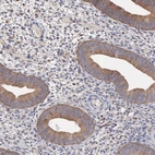 Immunohistochemical staining of human endometrium shows moderate cytoplasmic positivity in glandular cells.