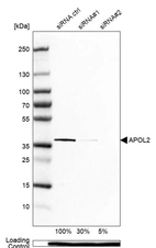 Western blot analysis in U-138MG cells transfected with control siRNA, target specific siRNA probe #1 and #2, using Anti-APOL2 antibody. Remaining relative intensity is presented. Loading control: Anti-PPIB.