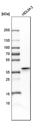 Western blot analysis in human cell line HDLM-2.