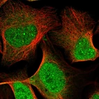 Immunofluorescent staining of human cell line U-2 OS shows localization to nucleoplasm, nuclear bodies & cytosol.