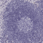 Anti-NPTXR Antibody