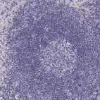 Immunohistochemical staining of human lymph node shows no positivity as expected.