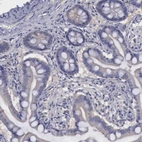 Immunohistochemical staining of human small intestine shows low expression as expected.