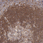 Anti-ARHGAP4 Antibody