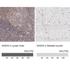 Anti-SASH3 Antibody