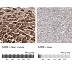 Anti-ACO2 Antibody