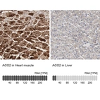Anti-ACO2 Antibody