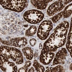Immunohistochemical staining of human kidney shows strong strong granular cytoplasmic positivity in cells in tubules.