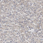 Immunohistochemical staining of human liver shows very weak positivity in hepatocytes as expected.