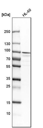 Western blot analysis in human cell line HL-60.