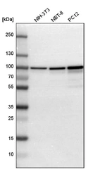 Western blot analysis in mouse cell line NIH-3T3, rat cell line NBT-II and rat cell line pC12.