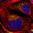 Immunofluorescent staining of human cell line U-2 OS shows localization to mitochondria.