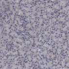 Immunohistochemical staining of human pancreas shows no positivity in exocrine glandular cells as expected.