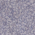 Immunohistochemical staining of human pancreas shows no positivity in exocrine glandular cells as expected.