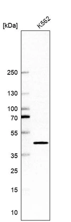 Western blot analysis in human cell line K562.