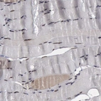 Immunohistochemical staining of human skeletal muscle shows low expression as expected.