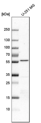 Western blot analysis in human cell line U-251 MG.