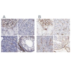 Immunohistochemical staining of human kidney, liver, pancreas and testis using Anti-FLNA antibody HPA001115 (A) shows similar protein distribution across tissues to independent antibody HPA002925 (B).