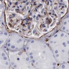 Anti-FLNA Antibody