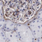 Immunohistochemical staining of human kidney using Anti-FLNA antibody HPA001115.