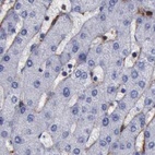 Anti-FLNA Antibody