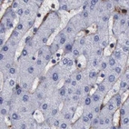 Immunohistochemical staining of human liver using Anti-FLNA antibody HPA001115.