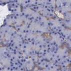Immunohistochemical staining of human pancreas using Anti-FLNA antibody HPA001115.