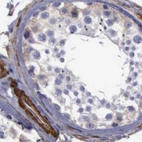 Immunohistochemical staining of human testis using Anti-FLNA antibody HPA001115.