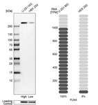 Western blot analysis in human cell lines U-251MG and HEK293 using Anti-FLNA antibody. Corresponding FLNA RNA-seq data are presented for the same cell lines. Loading control: Anti-HSP90B1.