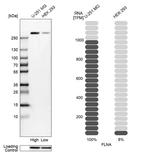 Western blot analysis in human cell lines U-251MG and HEK293 using Anti-FLNA antibody. Corresponding FLNA RNA-seq data are presented for the same cell lines. Loading control: Anti-HSP90B1.