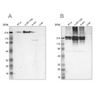 Anti-FLNA Antibody