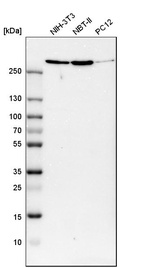 Western blot analysis in mouse cell line NIH-3T3, rat cell line NBT-II and rat cell line pC12.