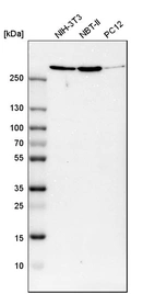Western blot analysis in mouse cell line NIH-3T3, rat cell line NBT-II and rat cell line pC12.