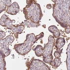 Immunohistochemical staining of human placenta shows moderate cytoplasmic positivity in trophoblastic cells.