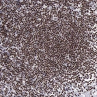 Immunohistochemical staining of human lymph node shows strong nuclear positivity.