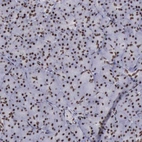 Immunohistochemical staining of human pancreas moderate nuclear positivity in exocrine glandular cells.