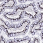 Immunohistochemical staining of human small intestine shows moderate nuclear positivity in glandular cells.