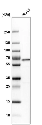 Western blot analysis in human cell line HL-60.