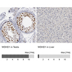 Anti-WDHD1 Antibody