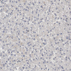 Anti-WDHD1 Antibody