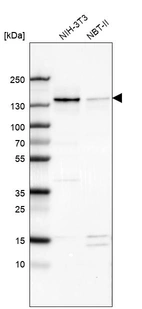 Western blot analysis in mouse cell line NIH-3T3 and rat cell line NBT-II.