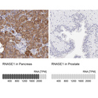 Anti-RNASE1 Antibody