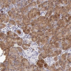 Immunohistochemical staining of human pancreas shows strong cytoplasmic positivity in exocrine glandular cells.